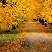 Autumn Magic food flavor, 1 L cosmetic ingredient Mylo Opt