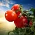 Tomato Oil Extract 50 ml cosmetic ingredient Mylo Opt