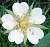 Dried flowers White cinquefoil 1 kg cosmetic ingredient Mylo Opt