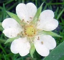 Dried flowers White cinquefoil 1 kg Mylo Opt global supplier Dried flowers White cinquefoil 1 kg cosmetic ingredient Mylo Opt