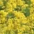 Bedstraw Extract Powder 1 kg cosmetic ingredient Mylo Opt