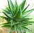 Aloe Fragrance Oil 30 ml, photos, reviews, use