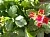 Kalanchoe Hydrosol 1 L, photos, reviews, use