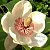 Cosphaderm Magnolia Extract 98 1g cosmetic ingredient Mylo Opt
