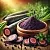 Black Carrot Extract Powder 100 g, photos, reviews, use