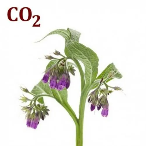 CO2 Comfrey Extrac 5 g Mylo Opt global supplier CO2 Comfrey Extrac 5 g cosmetic ingredient Mylo Opt