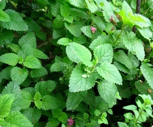 Melissa medicinal herb 1 kg cosmetic ingredient Mylo Opt