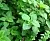 Melissa medicinal herb 1 kg cosmetic ingredient Mylo Opt
