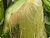 Dried flowers Corn silk 1 kg cosmetic ingredient Mylo Opt