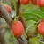Pidgeum Extract Powder 1 kg cosmetic ingredient Mylo Opt