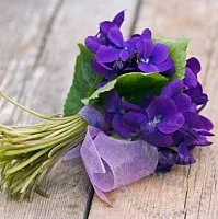 Hypoallergenic Fragrance Oil Violet 1 L cosmetic ingredient Mylo Opt