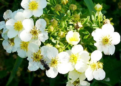 Dried flowers White cinquefoil 1 kg Mylo Opt global supplier Dried flowers White cinquefoil 1 kg cosmetic ingredient Mylo Opt