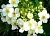 Dried flowers White cinquefoil 1 kg cosmetic ingredient Mylo Opt