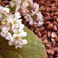 Oil extract of Buckwheat seeds 500 ml cosmetic ingredient Mylo Opt