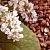 Oil extract of Buckwheat seeds 500 ml cosmetic ingredient Mylo Opt