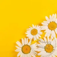 Віддушка Ромашка Франція 1 літр