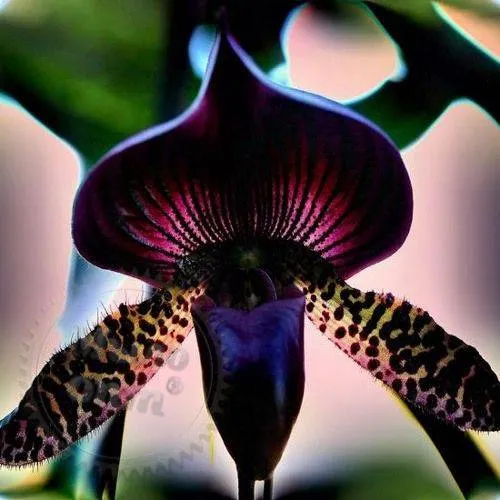 Гранулы для стирального порошка Black Orchid, красные, 10 грамм
