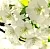 Apple Blossom Fragrance Oil 1 L cosmetic ingredient Mylo Opt