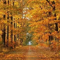 Fragrance Oil Forest 1 L cosmetic ingredient Mylo Opt
