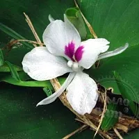 Powder Kachur Sugandhi 1 kg cosmetic ingredient Mylo Opt