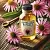 Echinacea Extract 100 ml, photos, reviews, use