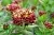 Rhodiola Rosea Extract Concentrate 1 L cosmetic ingredient Mylo Opt
