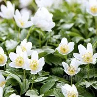 Anemone forest grass 1 kg cosmetic ingredient Mylo Opt