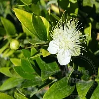 Myrtle fragrance 100 ml cosmetic ingredient Mylo Opt