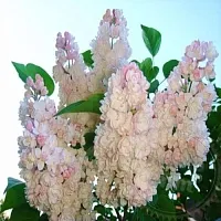 Fragrance Oil Lilac France 1 L cosmetic ingredient Mylo Opt