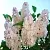 Fragrance Oil Lilac France 1 L cosmetic ingredient Mylo Opt