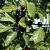Buckthorn extract, 1 L, photos, reviews, use