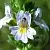 Dried flower Eyebright, 1 kg, photos, reviews, use