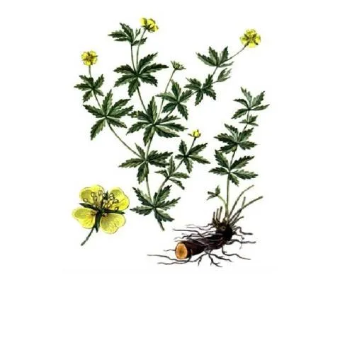 Корень калгана рисунок