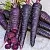 Black Carrot Extract Powder 100 g, photos, reviews, use