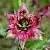 Marsh cinquefoil - Russian ginseng, 1 kg, photos, reviews, use