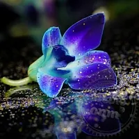 Отдушка Enchanted Orchid, 1 литр