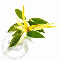 Ylang-ylang Fragrance Oil 1 L cosmetic ingredient Mylo Opt