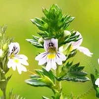 Eyebright oil extract 500 ml cosmetic ingredient Mylo Opt