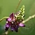 Кудзу пуерарії дольчатой гліколевий екстракт 1 л