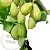 Baobab Poliactive 100 g, photos, reviews, use