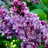 Эфирное масло Сирени, 5 мл