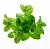 Melissa Extract Powder 1:5 1 kg, photos, reviews, use