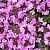 Common thyme 1 kg cosmetic ingredient Mylo Opt