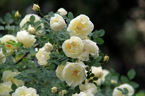 Отдушка Fleur de badiane, 1 литр