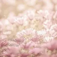 Отдушка для кондиционера для белья Floral Soft, 1 литр описание и применение