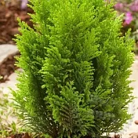 Auto-Fragrance Oil Cypress 1 L cosmetic ingredient Mylo Opt