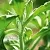Vegetal Ceramides, 100 мл описание и применение