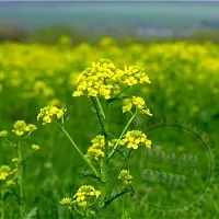 Сухоцвет Сурепка обыкновенная, 1 кг