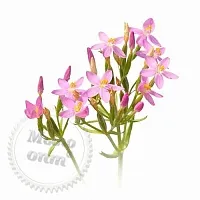 Centaury extract, 1 L