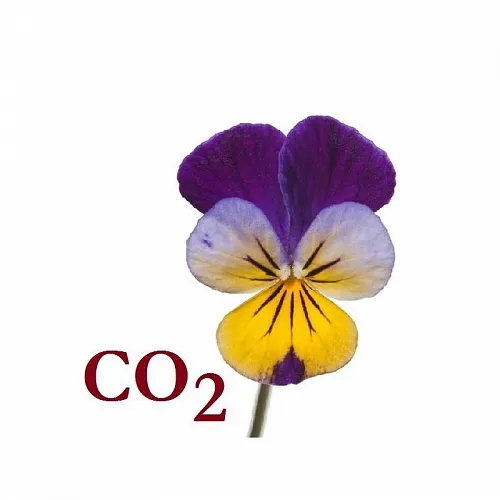Violets CO2 Extract 5 g, 19.89 UAH, rating ⭐⭐⭐⭐⭐ Milo Opt